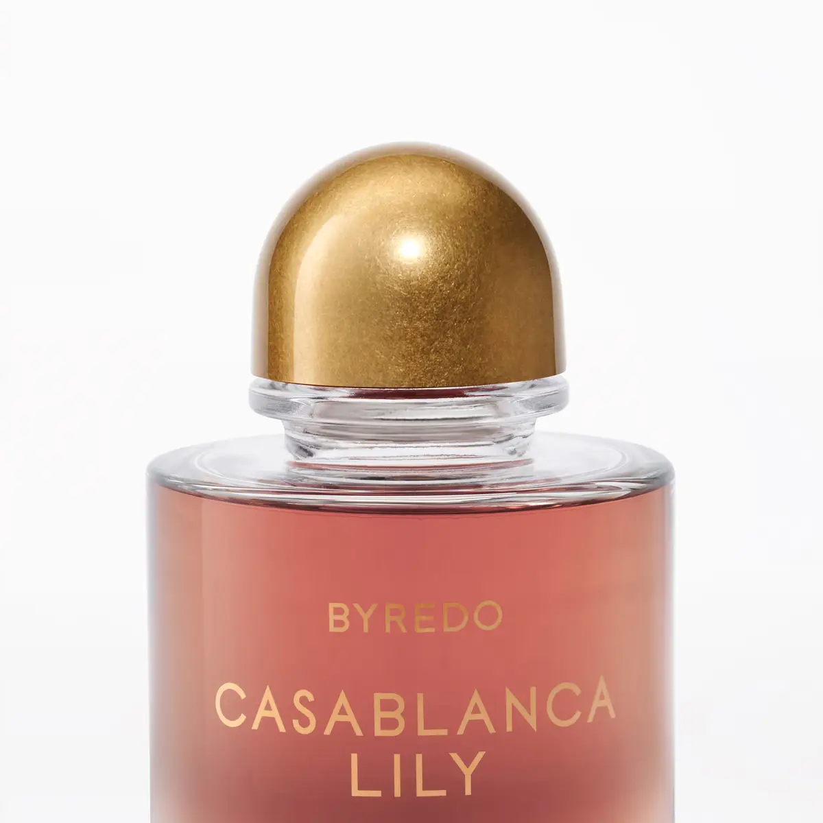 Casablanca Lily